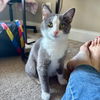 adoptable Cat in candler, NC named Noodle