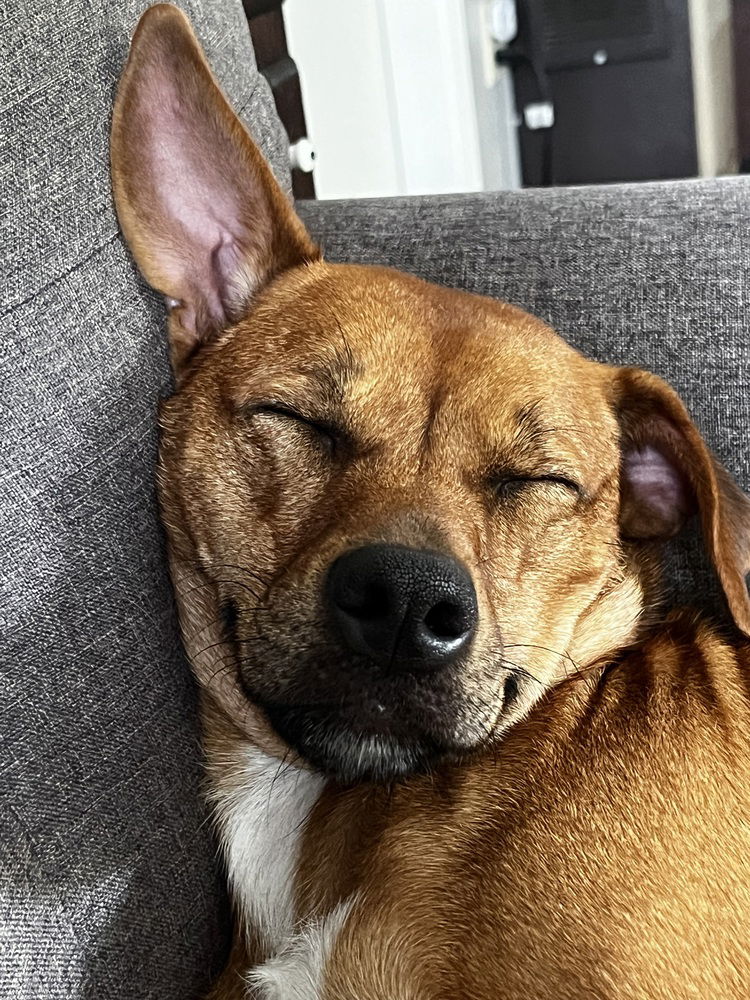 adoptable Dog in Candler, NC named Bobby Jack