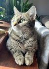 adoptable Cat in candler, NC named Stella W