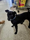 adoptable Dog in  named Payson