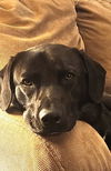 adoptable Dog in  named Trot