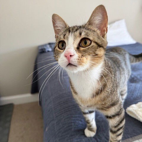 adoptable Cat in Candler, NC named Kye