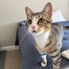 adoptable Cat in candler, NC named Kye