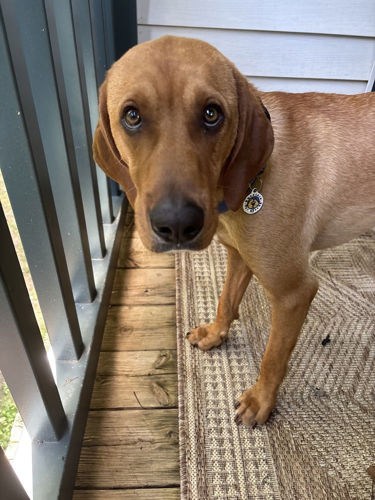 adoptable Dog in Candler, NC named Donnie