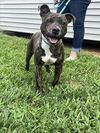 adoptable Dog in candler, NC named Dougie