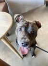 adoptable Dog in candler, NC named Dougie