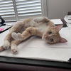 adoptable Cat in candler, NC named Nyah