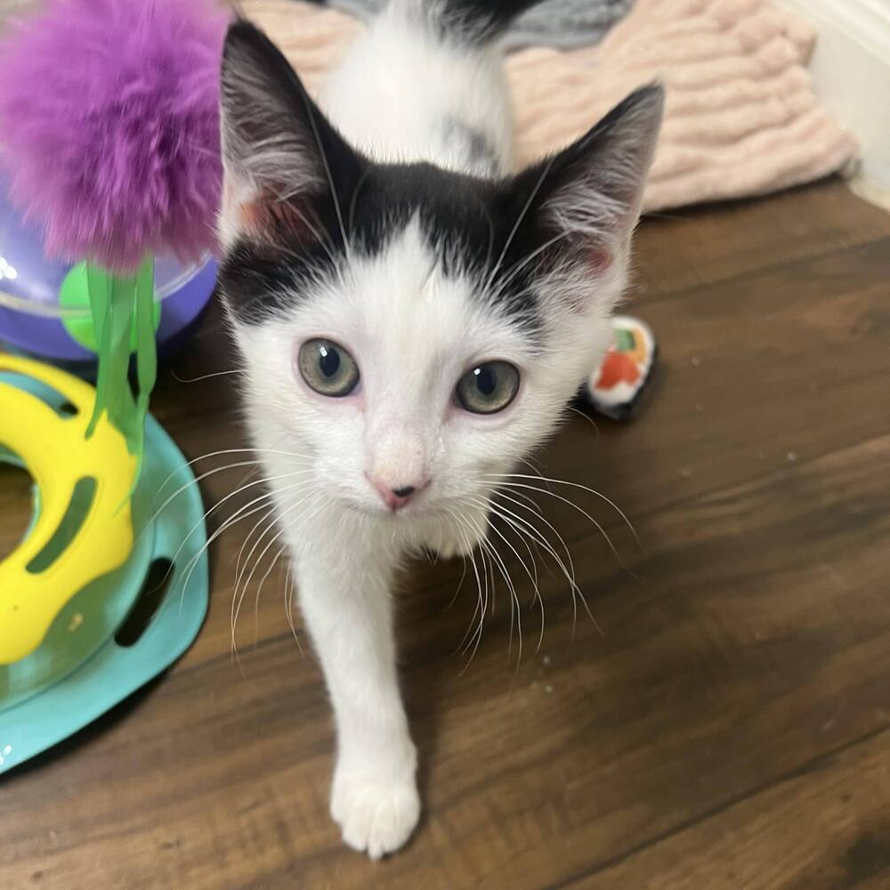 adoptable Cat in Candler, NC named Cabbage