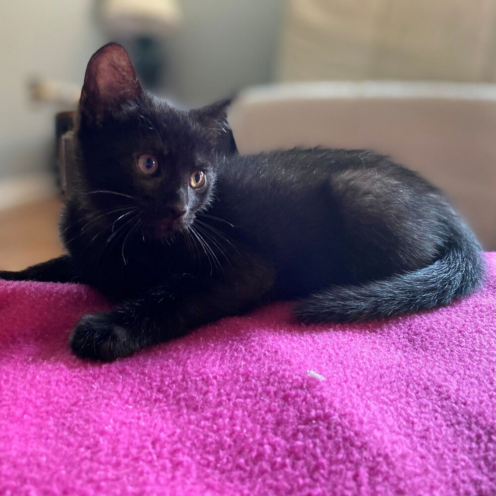 adoptable Cat in Candler, NC named Hematite