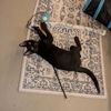 adoptable Cat in candler, NC named Kobalt