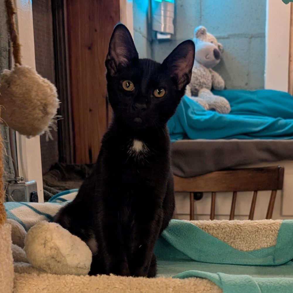 adoptable Cat in Candler, NC named Makita