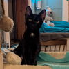 adoptable Cat in candler, NC named Makita
