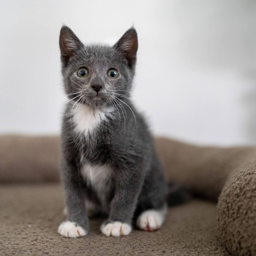 adoptable Cat in Candler, NC named Squish