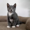adoptable Cat in candler, NC named Squish