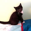 adoptable Cat in candler, NC named Splash