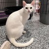 adoptable Cat in candler, NC named Lenox