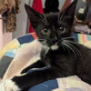 adoptable Cat in candler, NC named Frankenskunk