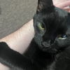 adoptable Cat in Candler, NC named Cocoa (aka Speckle)