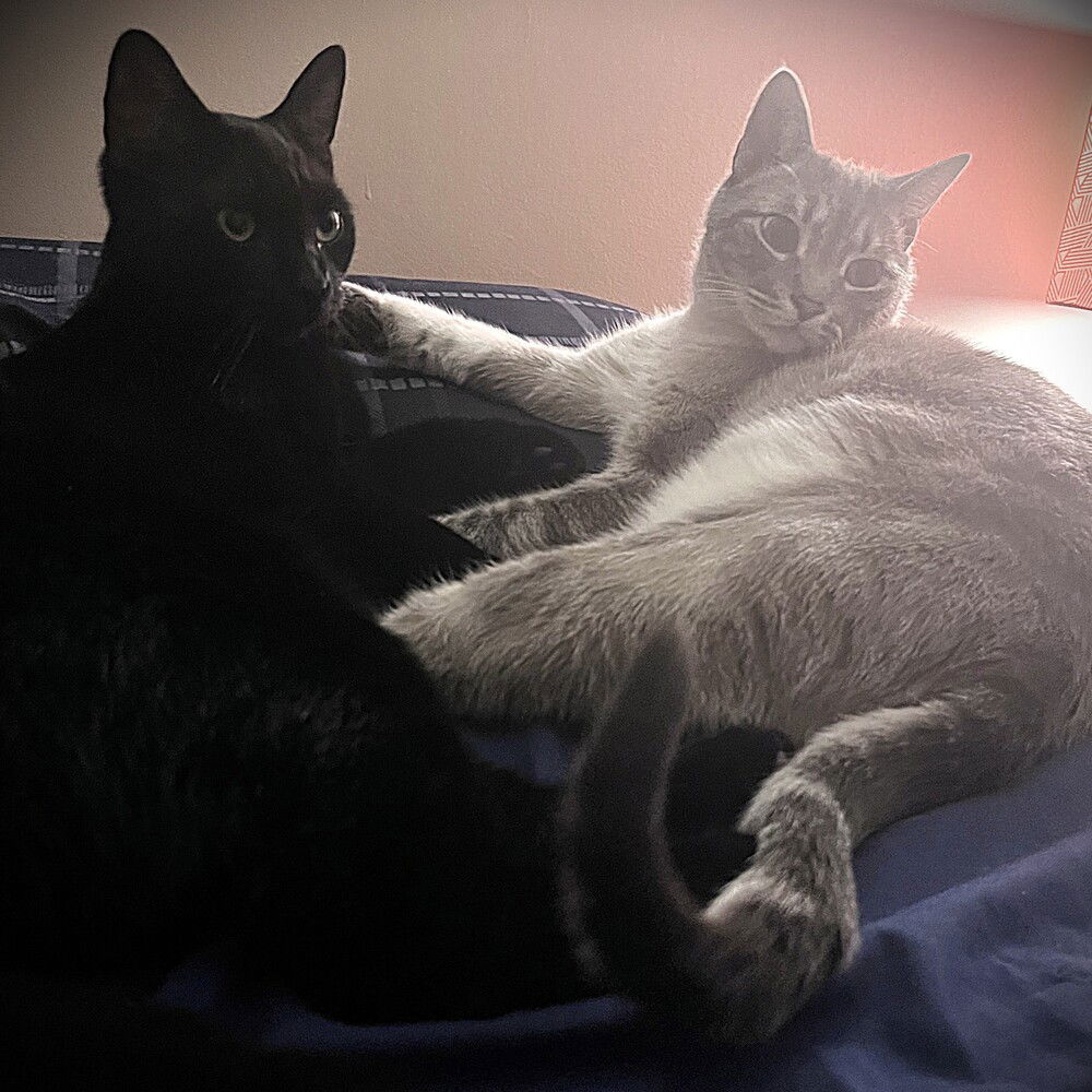 adoptable Cat in Candler, NC named Cocoa (aka Speckle)
