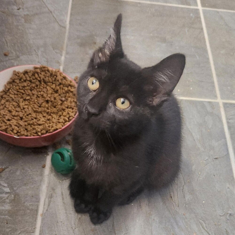 adoptable Cat in Candler, NC named Tarte