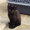 adoptable Cat in candler, NC named Lauder