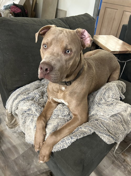 ROFUS - Unknown available for adoption