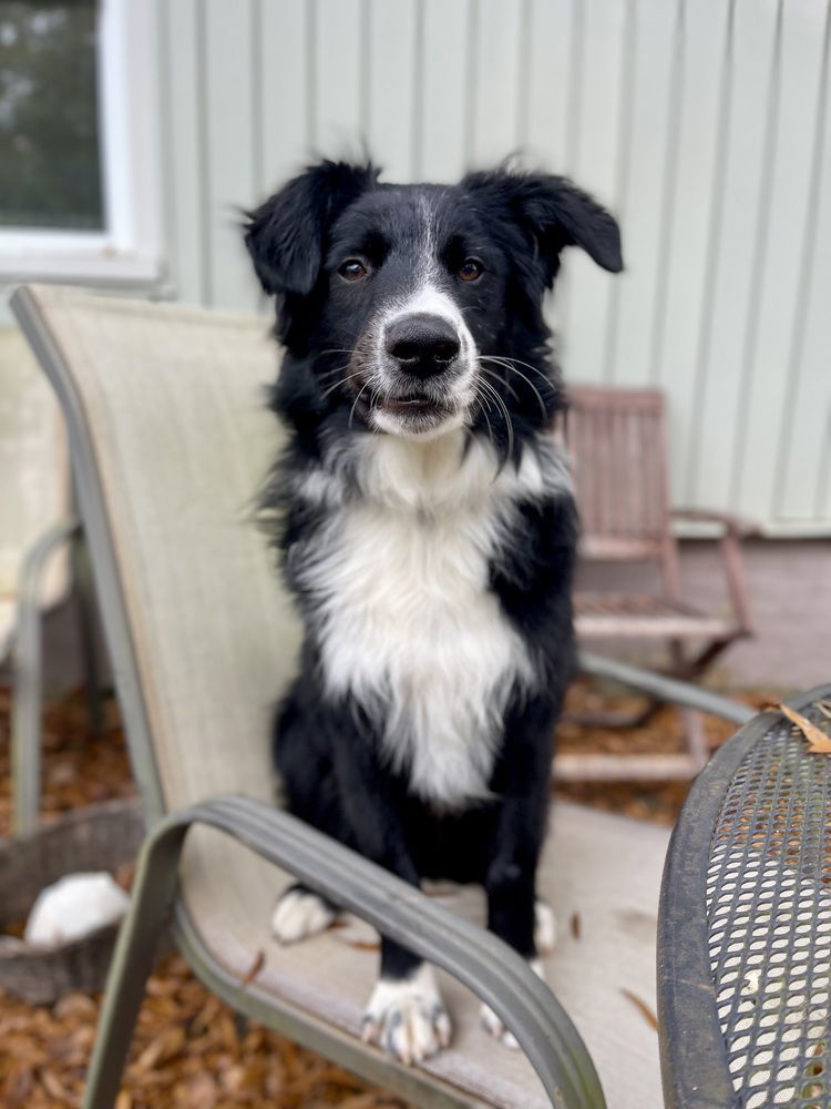 adoptable Dog in Candler, NC named Carl
