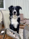 adoptable Dog in  named Carl