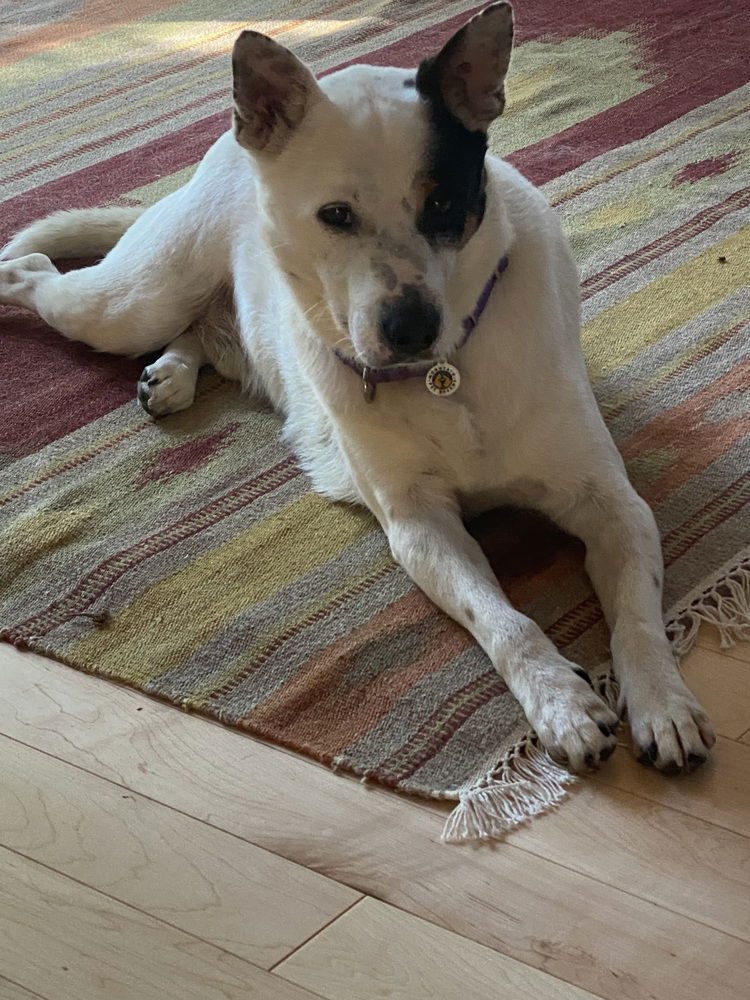 adoptable Dog in Candler, NC named Hurley