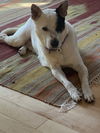 adoptable Dog in  named Hurley