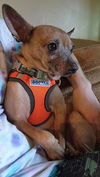 adoptable Dog in  named Ole Red