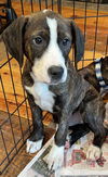 adoptable Dog in  named Spencers