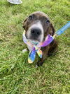 adoptable Dog in  named PacSun