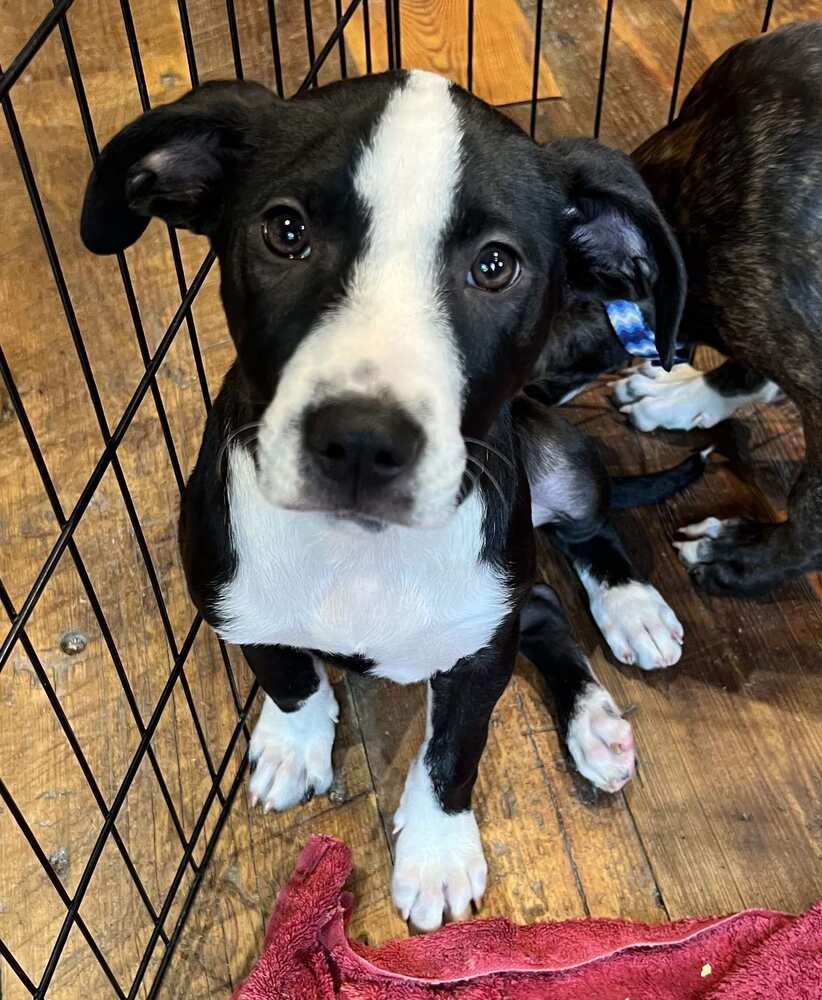 adoptable Dog in Candler, NC named Gadzooks