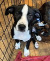 adoptable Dog in candler, NC named Gadzooks