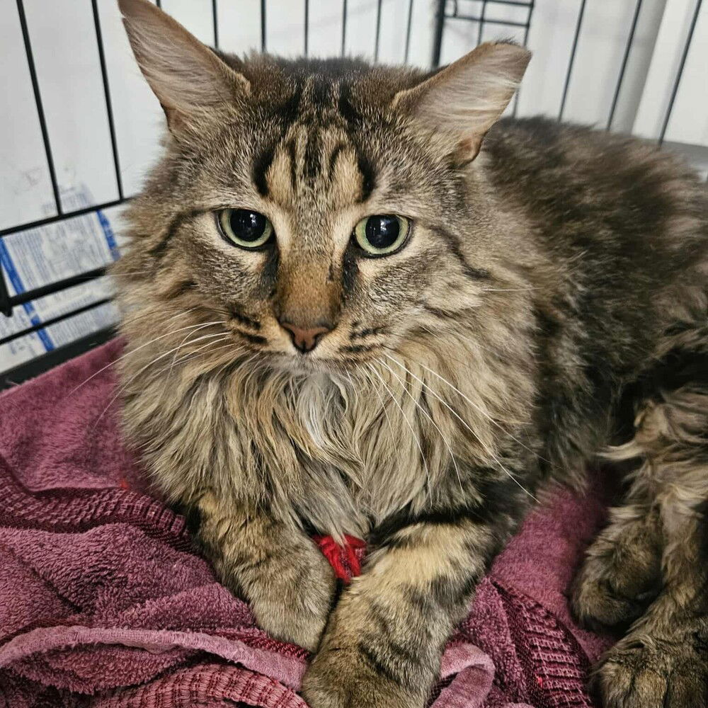 adoptable Cat in Candler, NC named Rick