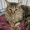 adoptable Cat in candler, NC named Rick