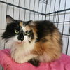 adoptable Cat in candler, NC named Lilly