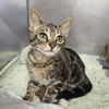 adoptable Cat in candler, NC named SOS