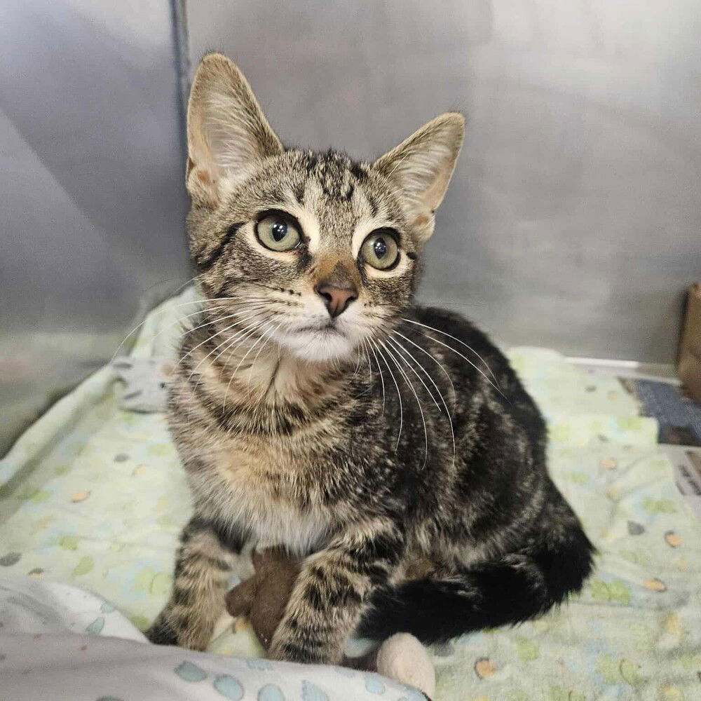 adoptable Cat in Candler, NC named SOS