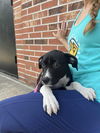 adoptable Dog in candler, NC named Isla