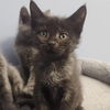 adoptable Cat in candler, NC named Mateo