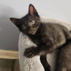 adoptable Cat in candler, NC named Matthias