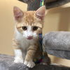 adoptable Cat in candler, NC named Hollis