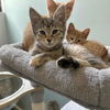 adoptable Cat in candler, NC named Hensley