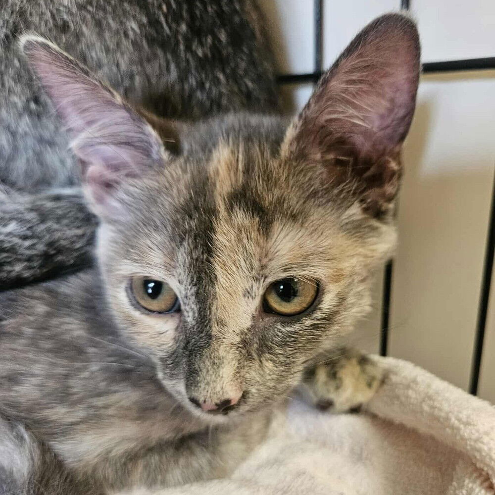 adoptable Cat in Candler, NC named Piper