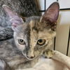 adoptable Cat in candler, NC named Piper