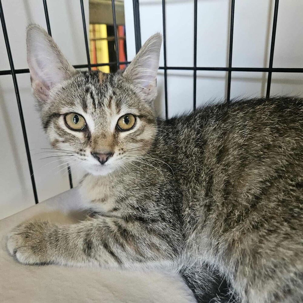 adoptable Cat in Candler, NC named Taylor