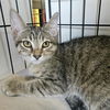 adoptable Cat in candler, NC named Taylor