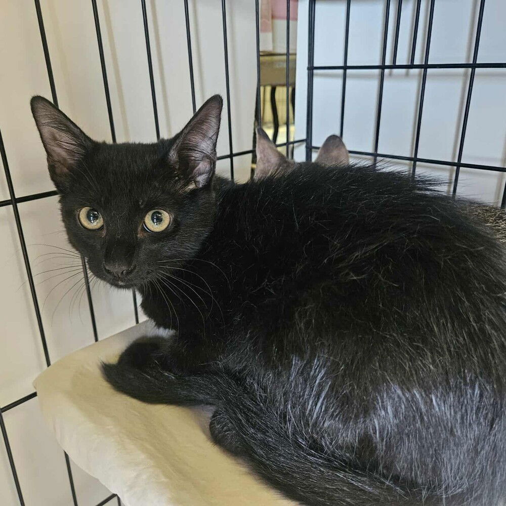 adoptable Cat in Candler, NC named Tucker